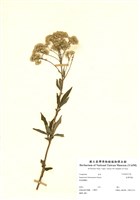 藏品(臺灣澤蘭)的圖片